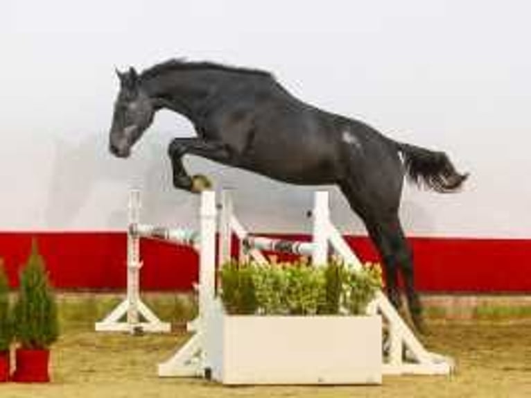 Caballo de Holstein Semental 2 años 170 cm Morcillo in Waddinxveen