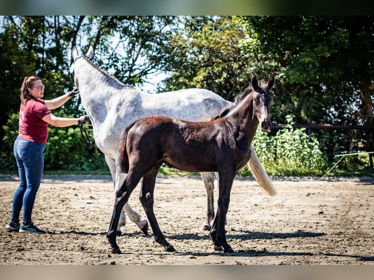 Caballo de Holstein Semental 2 años 170 cm Tordo in Averlak