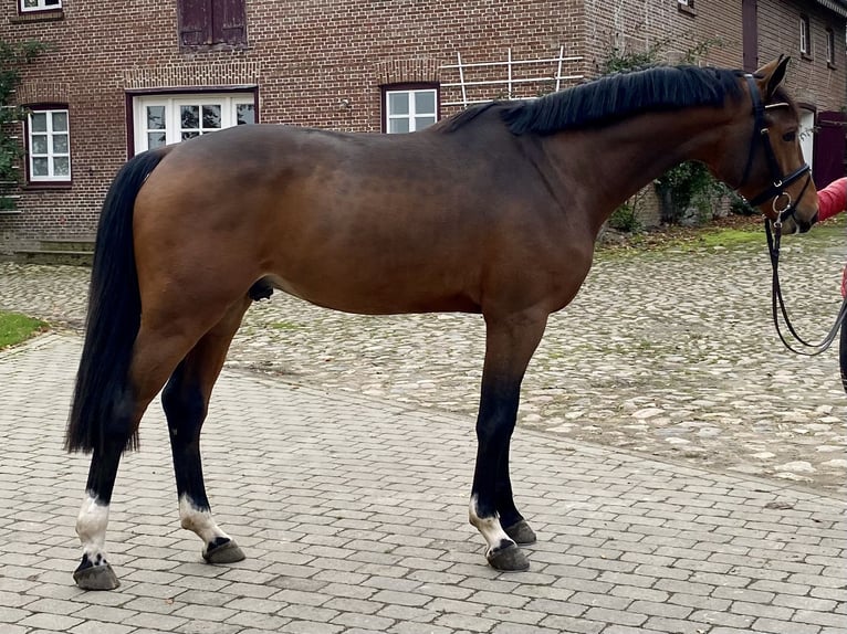 Caballo de Holstein Semental 2 años 172 cm Castaño in Herzhorn