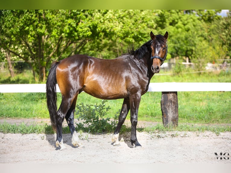 Caballo de Holstein Semental 2 años 175 cm Morcillo in Bobrowice