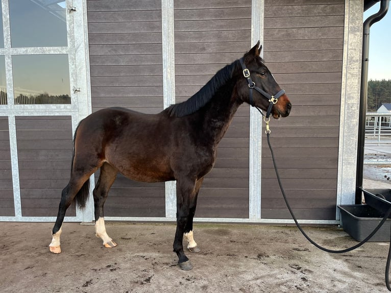 Caballo de Holstein Semental 2 años 175 cm Morcillo in Bronków