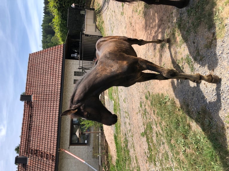 Caballo de Holstein Semental 2 años in Suhl