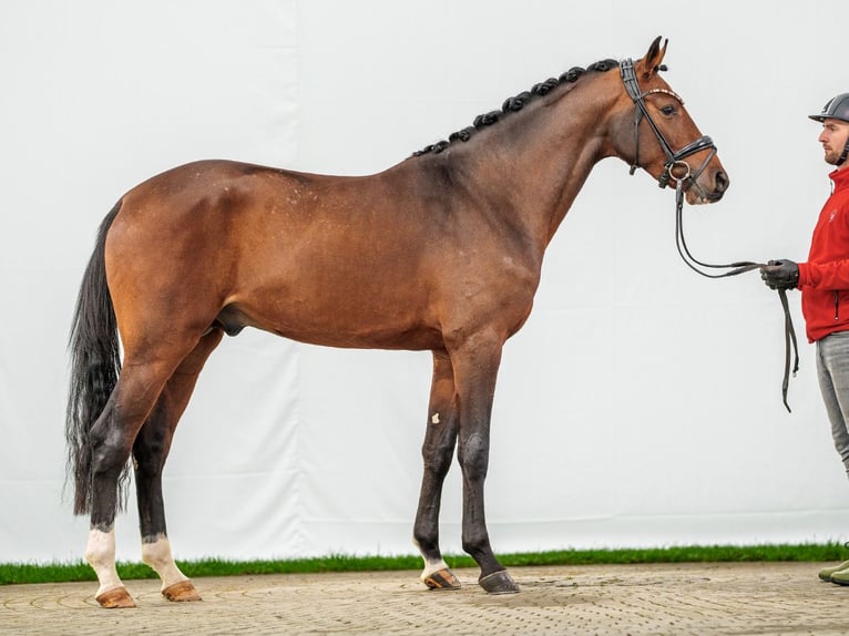 Caballo de Holstein Semental 2 años Castaño in Münster-Handorf