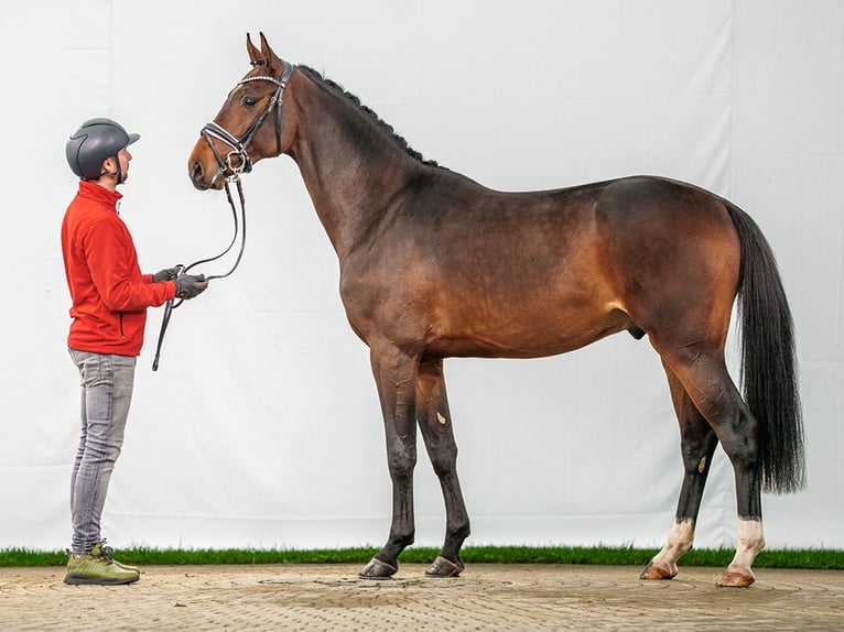 Caballo de Holstein Semental 2 años Castaño in Münster-Handorf