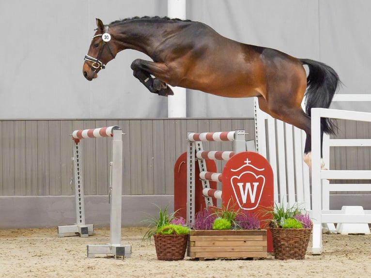 Caballo de Holstein Semental 2 años Castaño in Münster-Handorf