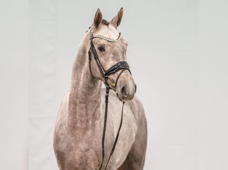 Caballo de Holstein Semental 2 años Tordo in Münster-Handorf