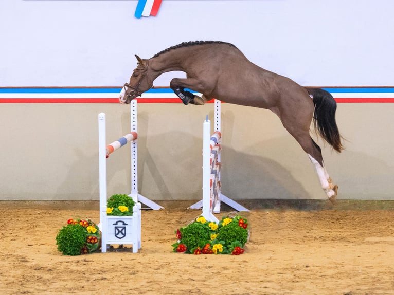 Caballo de Holstein Semental 3 años 160 cm Castaño in Elmshorn