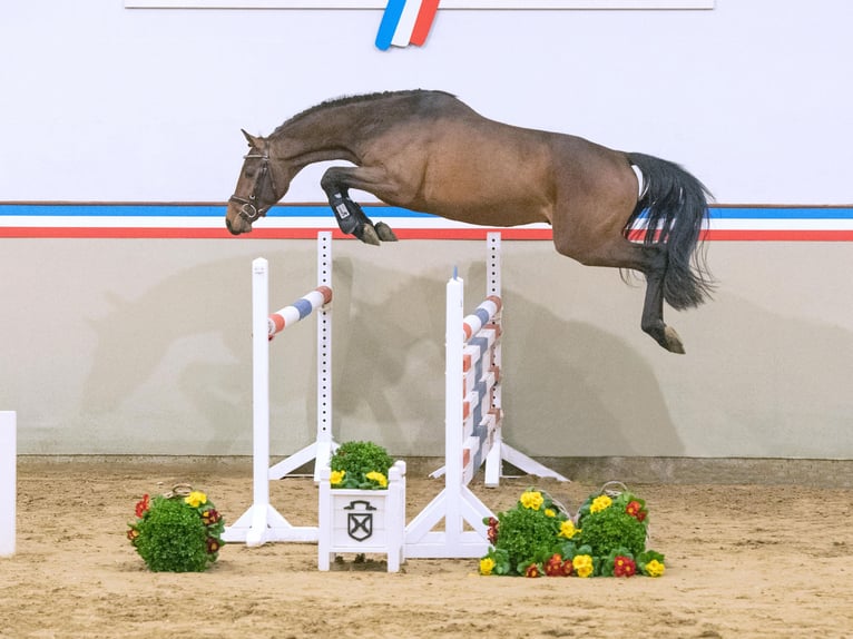 Caballo de Holstein Semental 3 años 160 cm Castaño oscuro in Elmshorn