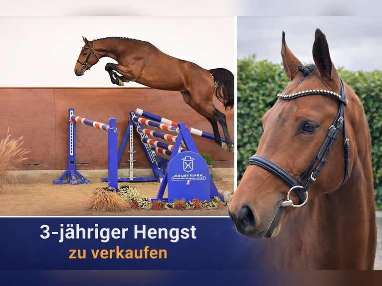 Caballo de Holstein Semental 3 años 166 cm Castaño in Bargenstedt