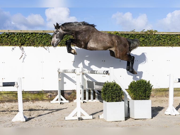 Caballo de Holstein Semental 3 años 167 cm Tordo in Waddinxveen