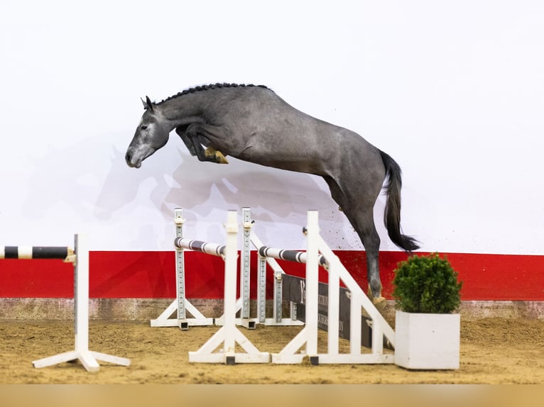 Caballo de Holstein Semental 3 años 170 cm Tordo in Waddinxveen