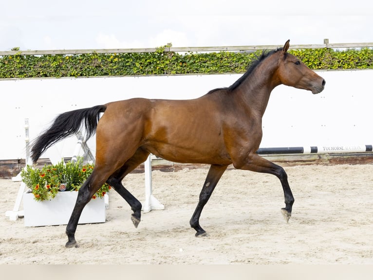 Caballo de Holstein Semental 3 años 171 cm Castaño in Waddinxveen