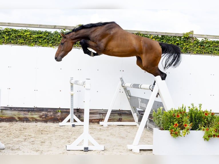 Caballo de Holstein Semental 3 años 171 cm Castaño in Waddinxveen