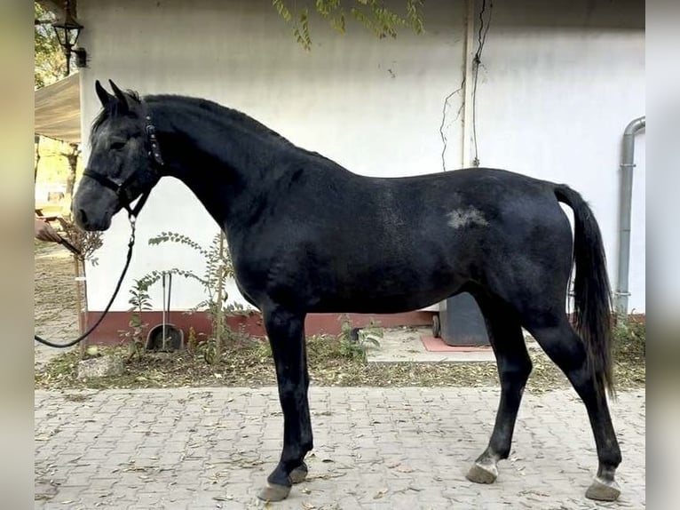 Caballo de Holstein Semental 3 años 173 cm in Bekes