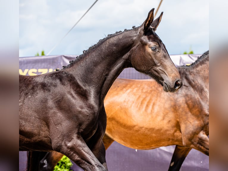 Caballo de Holstein Semental 3 años 173 cm Castaño oscuro in Kotów