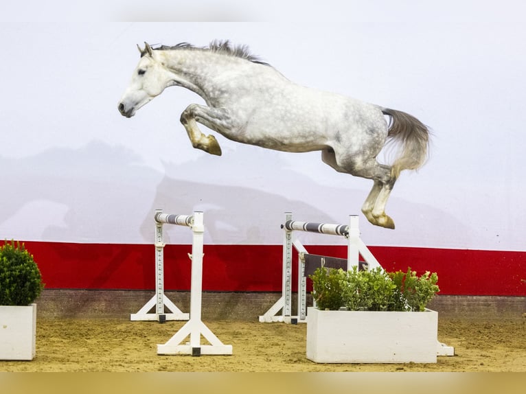 Caballo de Holstein Semental 3 años 177 cm Musgo in Waddinxveen