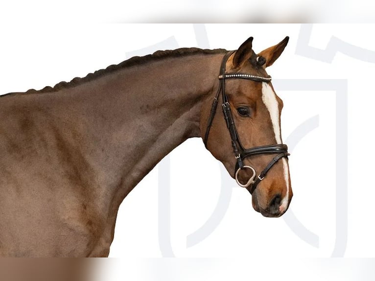 Caballo de Holstein Semental 3 años Castaño in Elmshorn