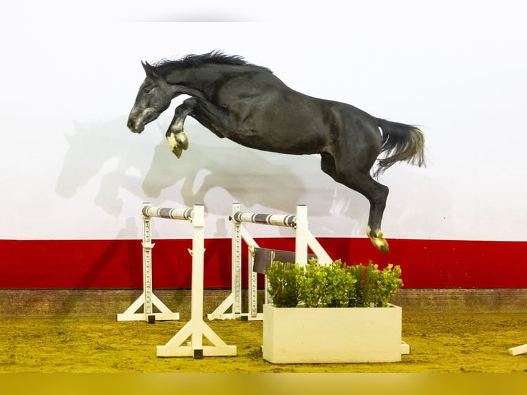 Caballo de Holstein Semental 3 años Musgo in Waddinxveen