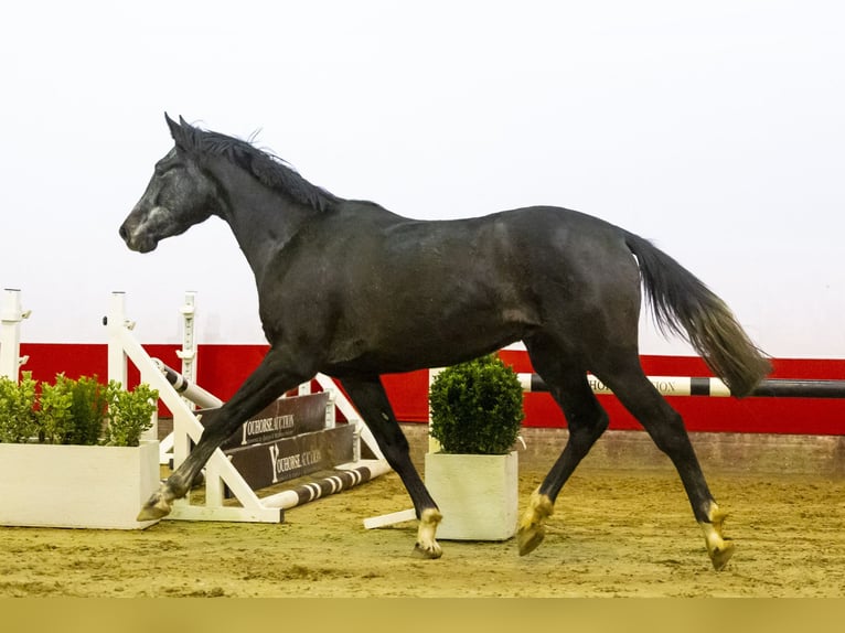 Caballo de Holstein Semental 3 años Musgo in Waddinxveen