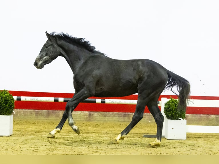 Caballo de Holstein Semental 3 años Musgo in Waddinxveen