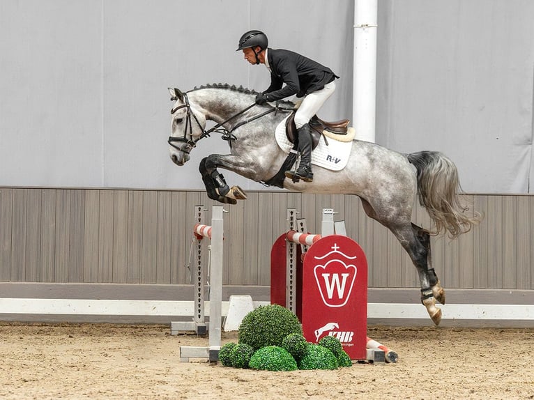 Caballo de Holstein Semental 4 años 165 cm Tordo in Münster-Handorf