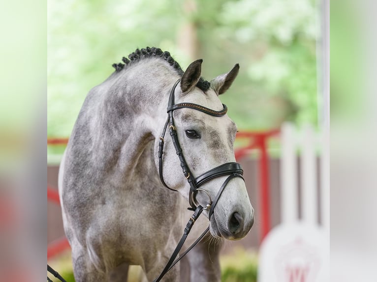 Caballo de Holstein Semental 4 años 165 cm Tordo in Münster-Handorf