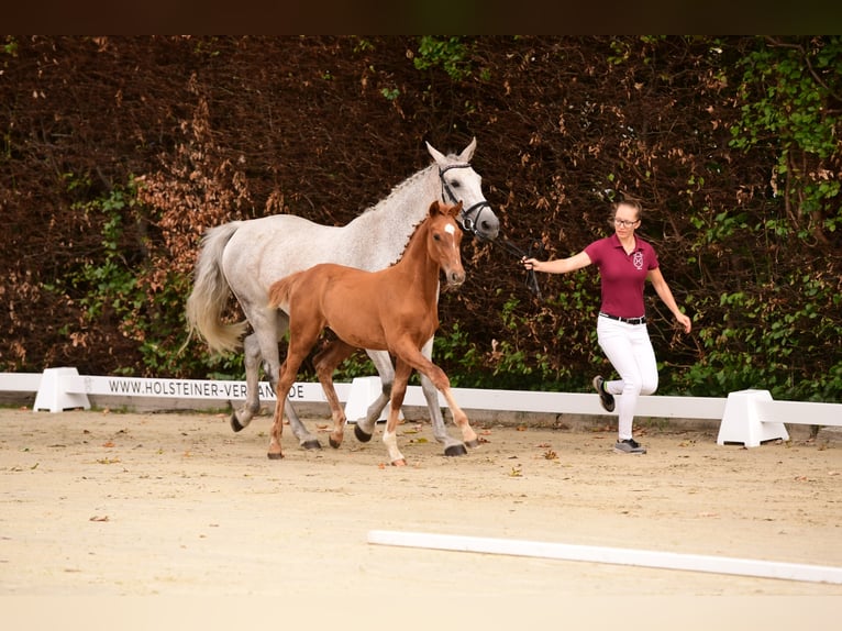 Caballo de Holstein Semental 4 años Alazán in Wolmersdorf