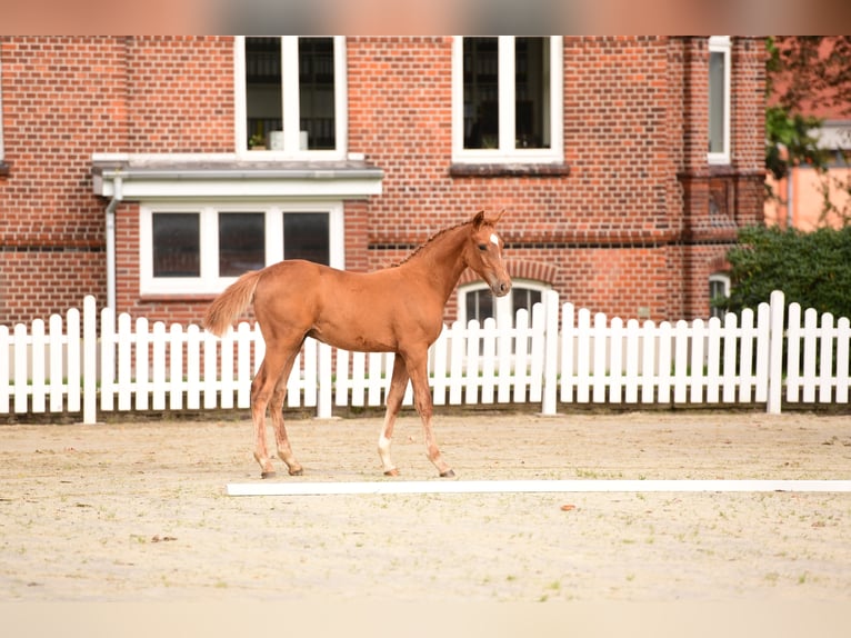 Caballo de Holstein Semental 4 años Alazán in Wolmersdorf