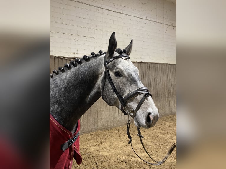 Caballo de Holstein Semental 5 años 163 cm Tordo in Wittenbergen