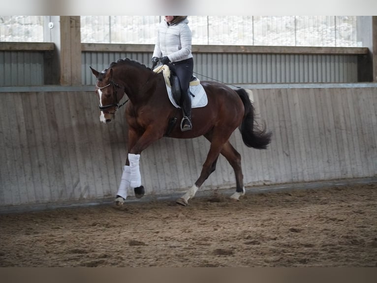 Caballo de Holstein Semental 5 años 170 cm Castaño in Nettersheim
