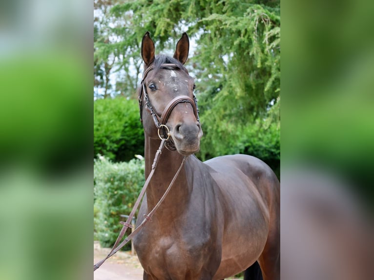 Caballo de Holstein Semental 6 años 167 cm  in GROTE-BROGEL