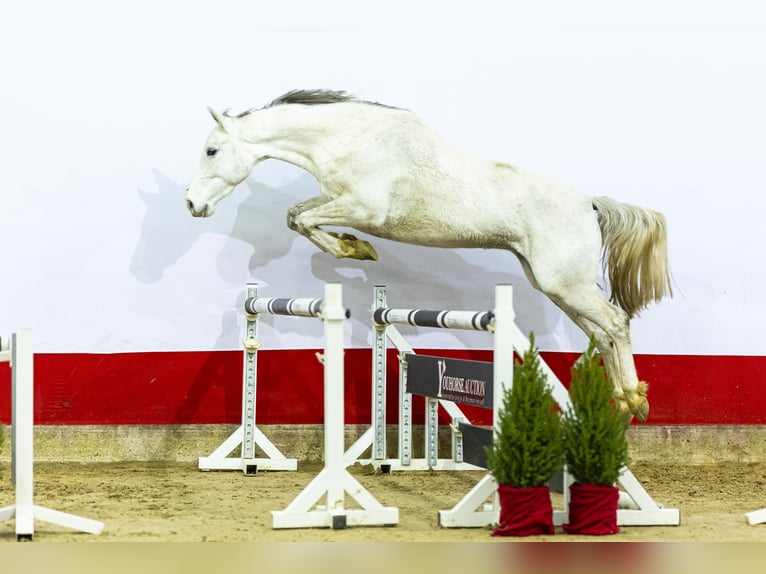 Caballo de Holstein Semental 6 años 170 cm Tordo in Waddinxveen