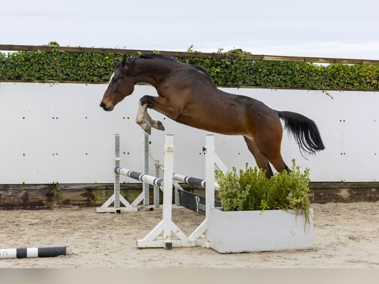Caballo de Holstein Semental 6 años 173 cm Castaño oscuro in Waddinxveen