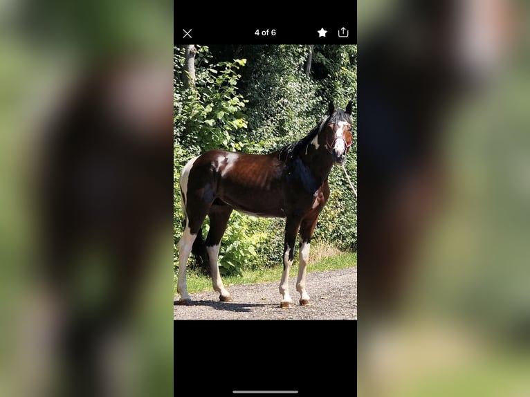 Caballo de Holstein Semental 6 años 173 cm Pío in SchenkenbergUckerfelde