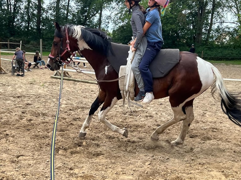 Caballo de Holstein Semental 6 años 173 cm Pío in SchenkenbergUckerfelde