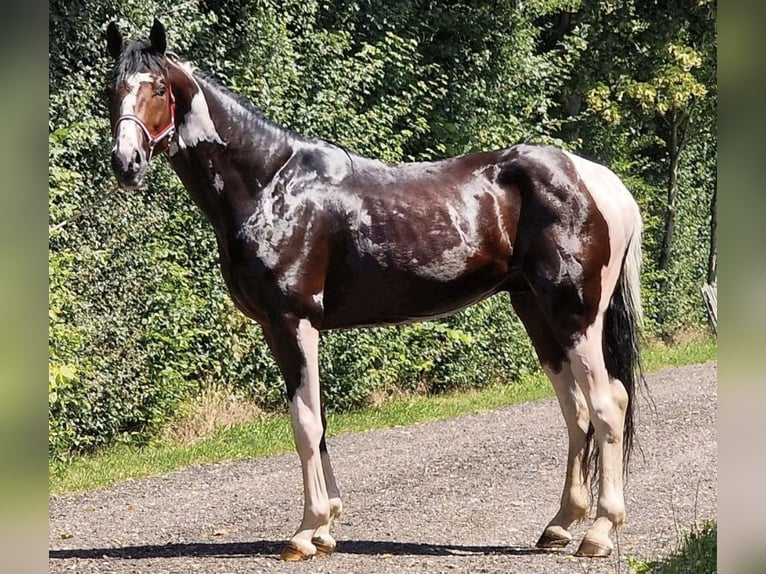 Caballo de Holstein Semental 6 años 173 cm Pío in SchenkenbergUckerfelde