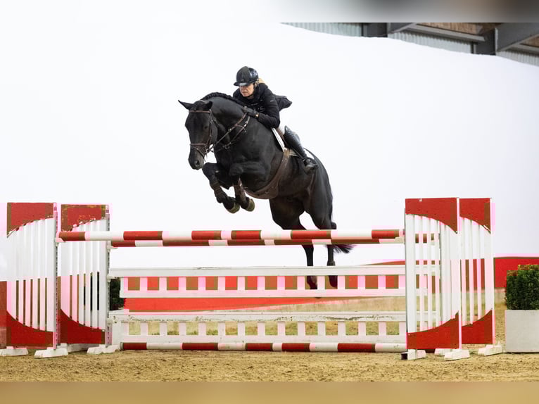 Caballo de Holstein Semental 6 años 175 cm Negro in Waddinxveen