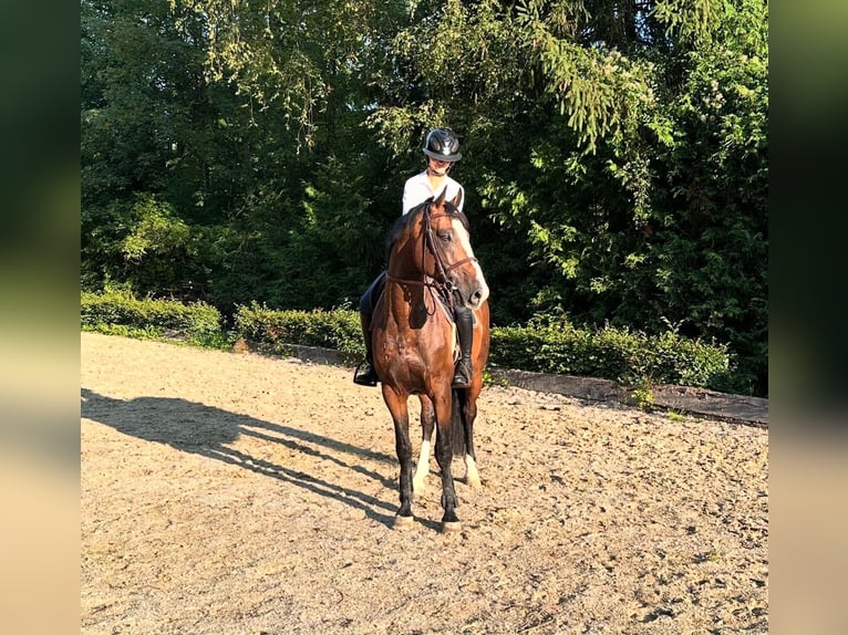 Caballo de Holstein Semental 7 años Castaño in Thalgau