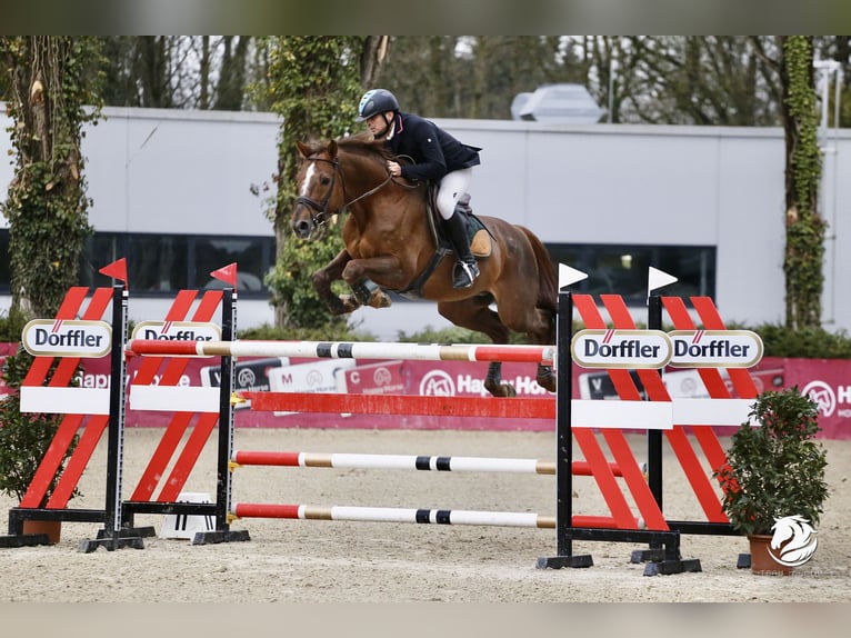 Caballo de Holstein Semental Alazán in wien