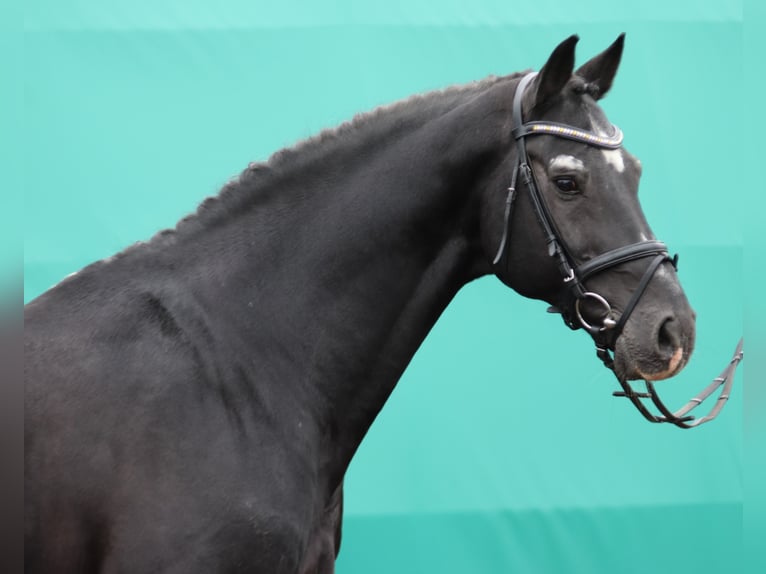 Caballo de Holstein Semental in Dudeldorf