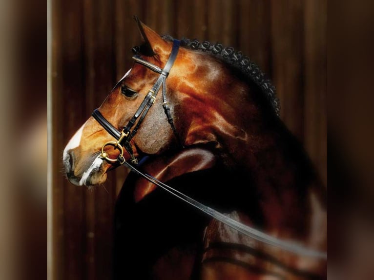 Caballo de Holstein Semental in Klein Offenseth-Sparrieshoop