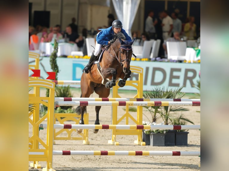 Caballo de Holstein Semental in Klein Offenseth-Sparrieshoop