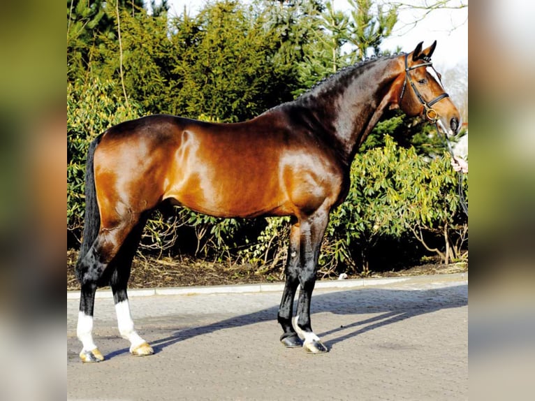 Caballo de Holstein Semental in Klein Offenseth-Sparrieshoop