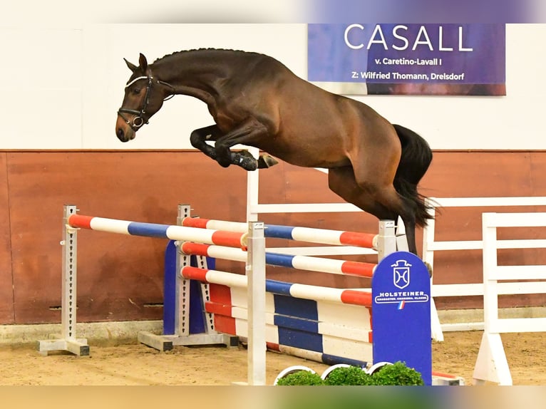 Caballo de Holstein Semental Castaño in Aukrug