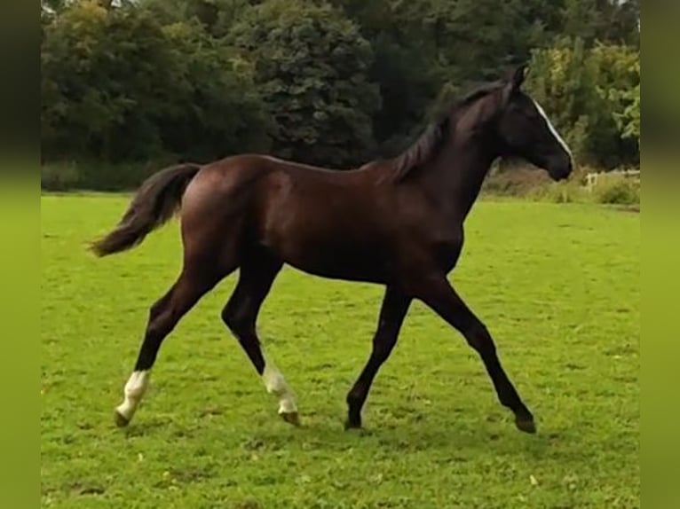 Caballo de Holstein Semental Potro (03/2026) 141 cm Castaño oscuro in Struxdorf