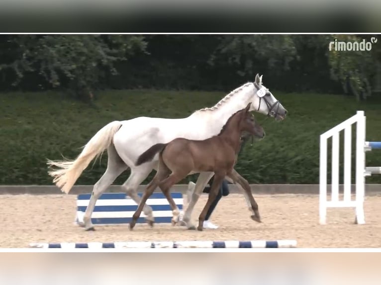 Caballo de Holstein Semental Potro (05/2025) 168 cm in Seesterm&#xFC;he