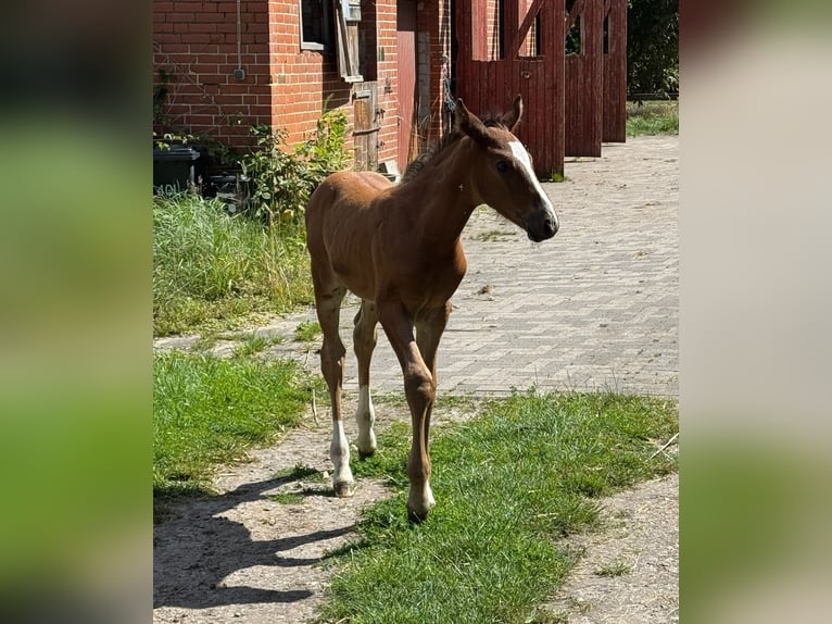 Caballo de Holstein Semental  168 cm Castaño in L&#xFC;dersburg