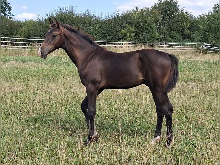 Caballo de Holstein Semental Potro (04/2026) 168 cm Castaño oscuro in Pronstorf