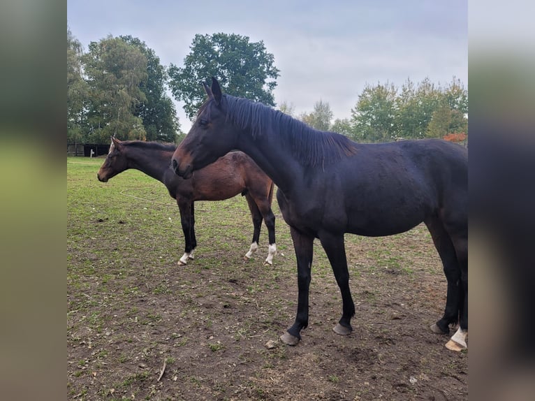 Caballo de Holstein Semental Potro (04/2024) 168 cm Castaño oscuro in Klein Pampau