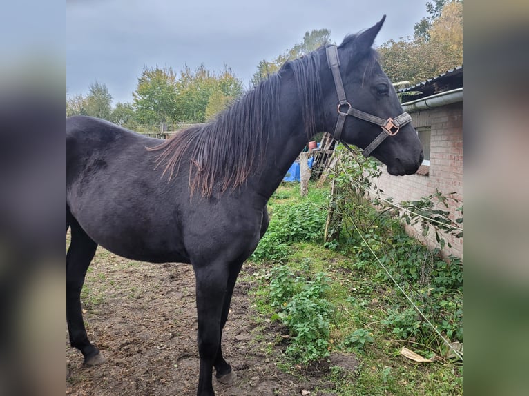 Caballo de Holstein Semental Potro (04/2024) 168 cm Castaño oscuro in Klein Pampau